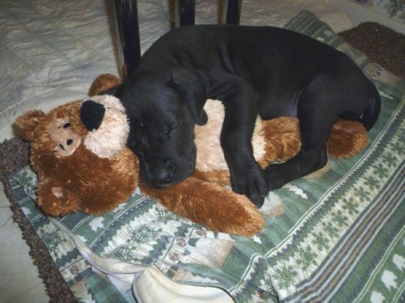 black puppy asleep with a brown Teddy bear