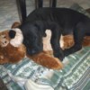 black puppy asleep with a brown Teddy bear