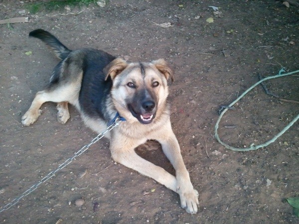 lying in the dirt on a tie out