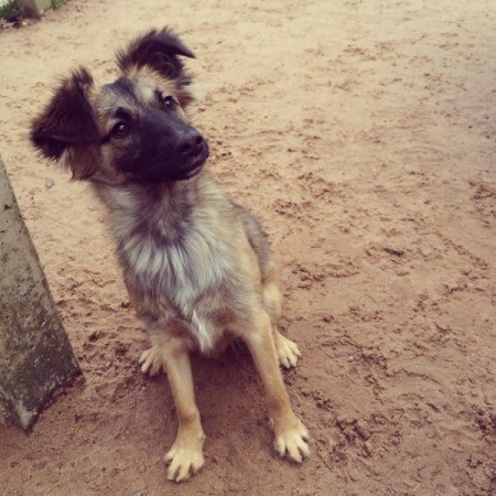 tan dog with white on chest and dark ears and muzzle