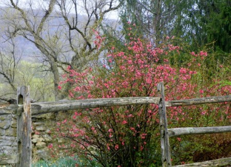 red flowering shrub by split rail fence