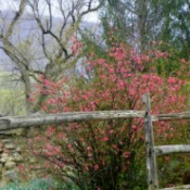red flowering shrub by split rail fence