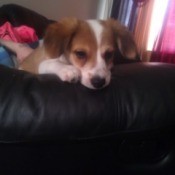 looking over back of couch