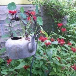 nasturtium in tea kettle