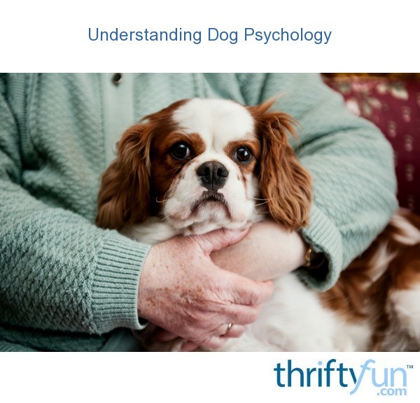 Understanding Dog Psychology ThriftyFun