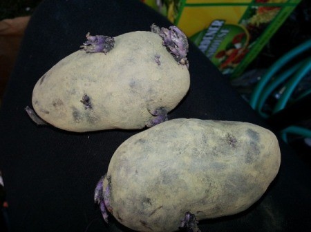 seed potato halves with emerging growth at eyes