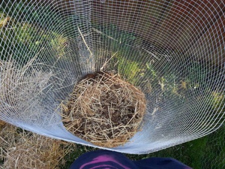 looking down on first layer of mulch over planted potato eyes