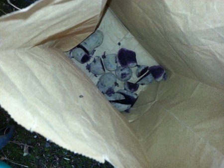 dried potato eyes in a paper bag