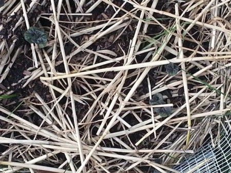 layer of straw like mulch on top of soil
