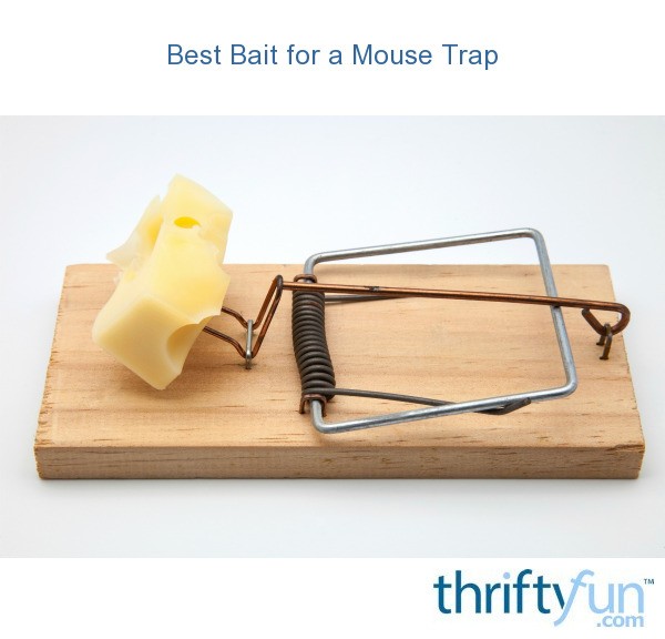 Best Bait for a Mouse Trap ThriftyFun