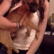 brown puppy with dark muzzle and face