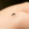 Mosquito on someone's hand.