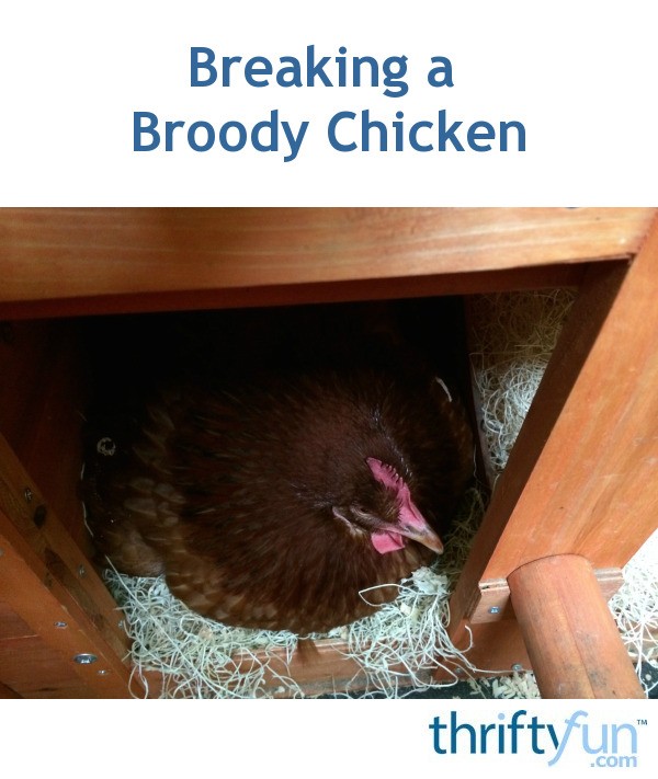 Breaking a Broody Chicken ThriftyFun