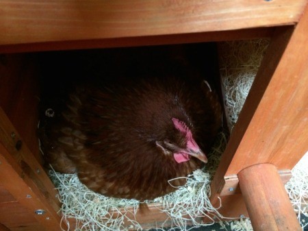 broody hen