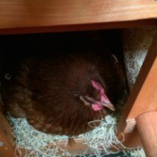 broody hen