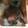 broody hen in nesting box