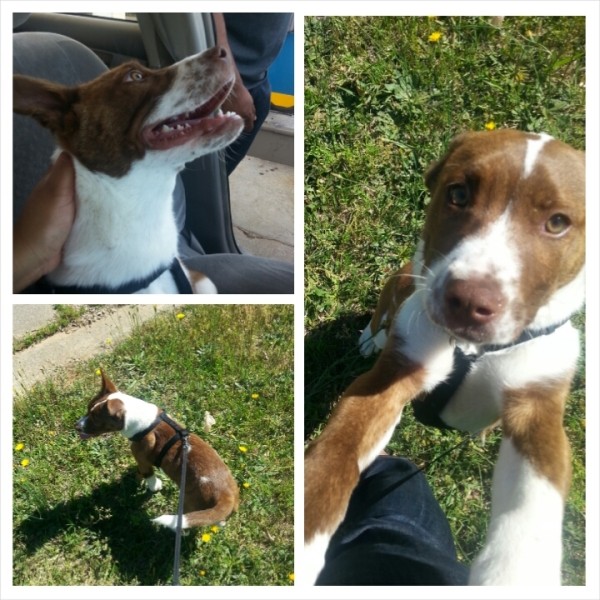 collage photo of Max a brown an white Pit mix (?)