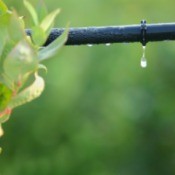 Watering a gardening with drip irrigation.