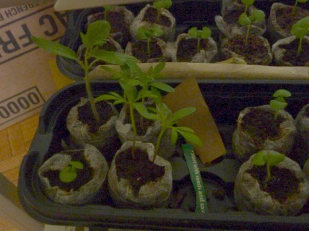 seedlings