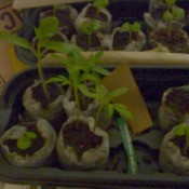 seedlings