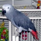 Tyson on perch