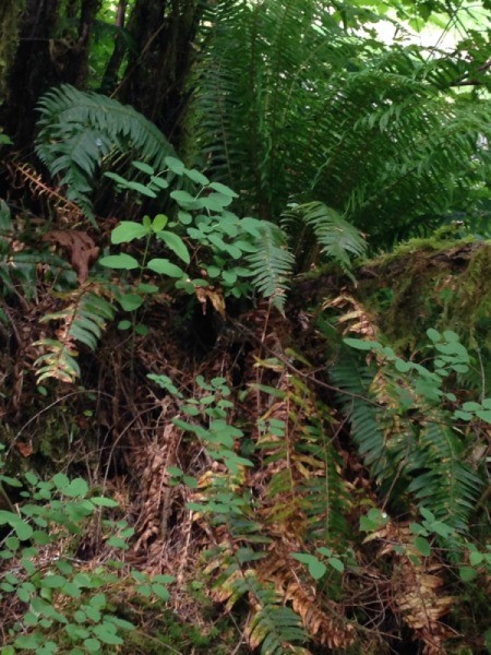 Sword fern in Oregon