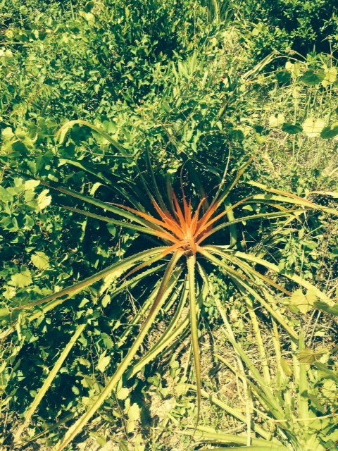 bromeliad with red leaves