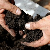 A person looking at soil.
