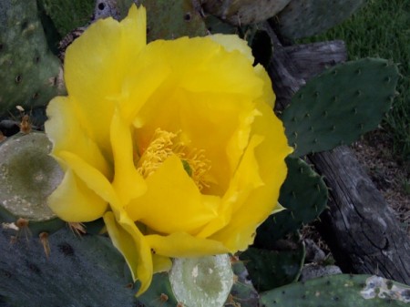 Cactus Blossom (Garland, TX)
