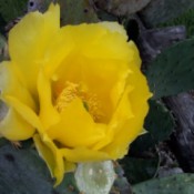 Cactus Blossom (Garland, TX)
