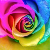 tissue paper rainbow rose