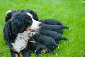 Dog With Puppies