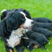 Dog With Puppies