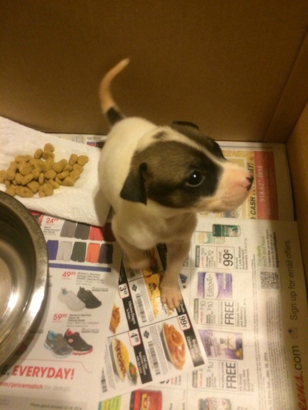 puppy in cardboard box with water bowl and food