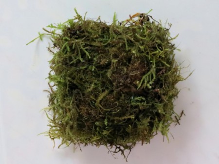 3D Butterfly Wedding Place Card
- moss covered florist foam