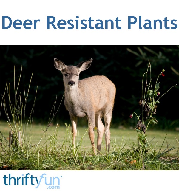 Deer Resistant Plants? ThriftyFun
