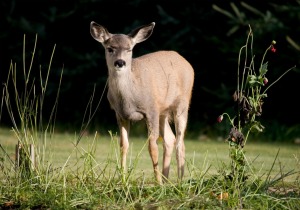 Deer in Garden