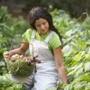 Woman Picking Vegetable from her  Garden