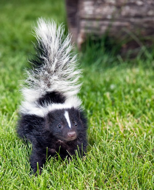 skylar the skunk