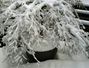 Winter Maple in Planter