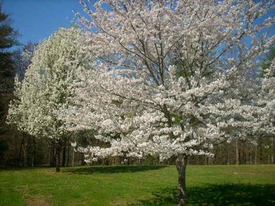 tree in bloom