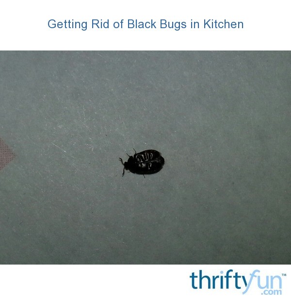 Getting Rid of Black Bugs in Kitchen? | ThriftyFun