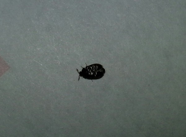 Getting Rid Of Black Bugs In Kitchen, How To Get Rid Of Little Black Beetles In My Kitchen