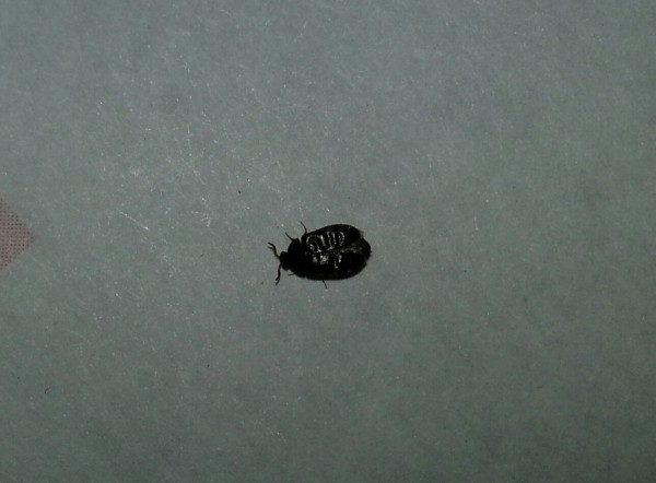 closeup of a bug on white background