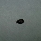 closeup of a bug on white background