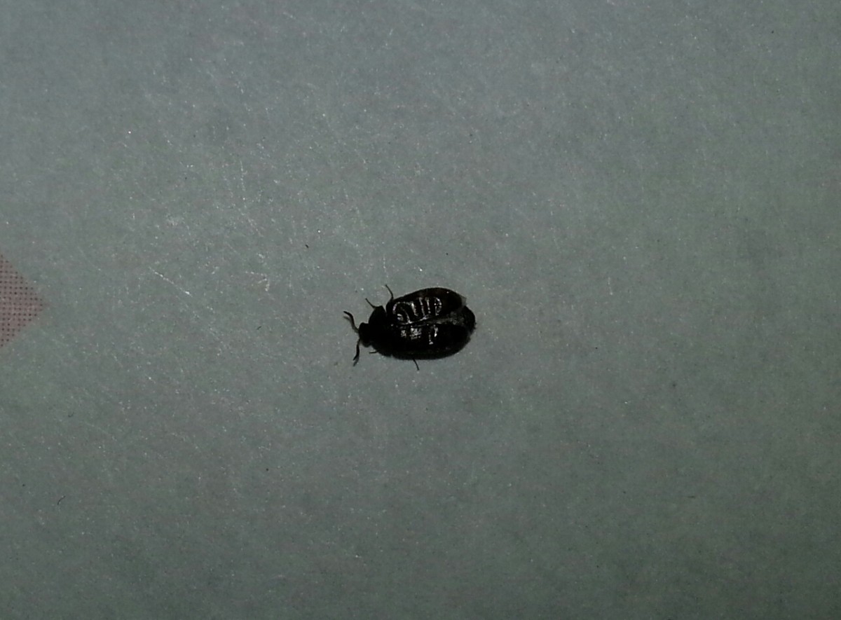 Getting Rid Of Black Bugs In Kitchen, Little Black Bugs In Kitchen Cabinets