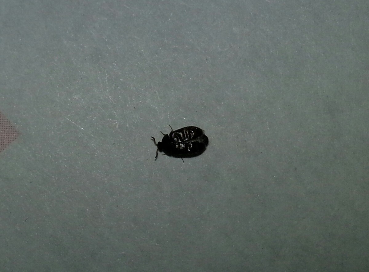 small black bugs near kitchen sink