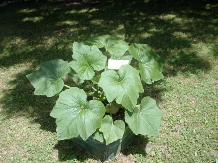 squash plant