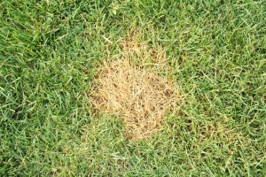 A patch of brown in the middle of a green lawn.