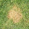 A patch of brown in the middle of a green lawn.